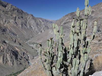 Canyon del Colca