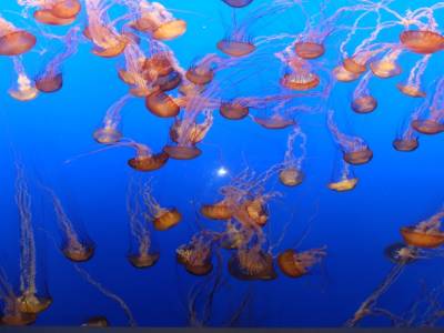 Aquarium de Monterrey