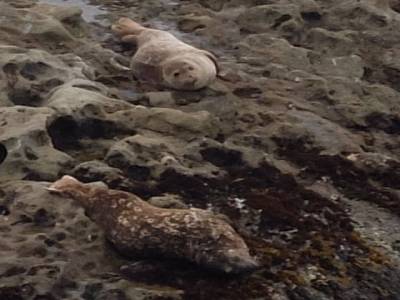 Point lobos