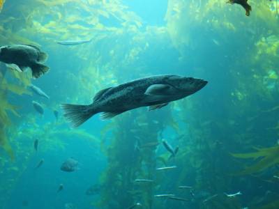 forêt de kelp