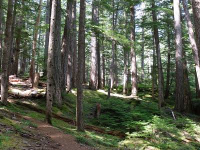 Flower ridge trail