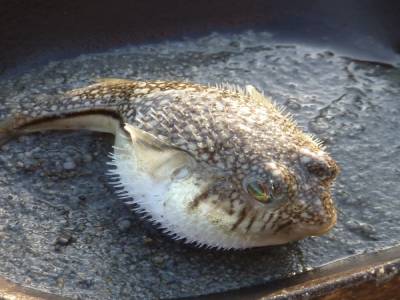Poisson globe