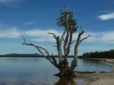 Arbre
