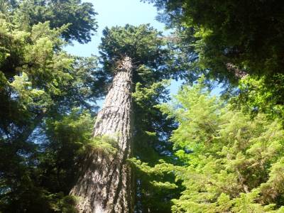 Tofino