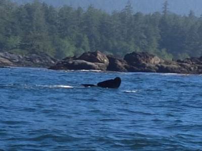 grey whale tale