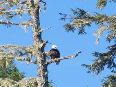 Bald eagle
