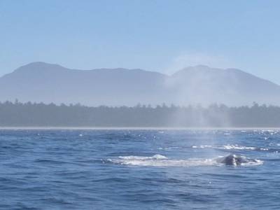 grey whale