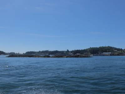 whale watching
