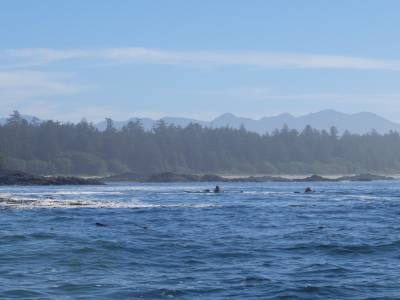 whale watching