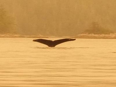 humpback whale