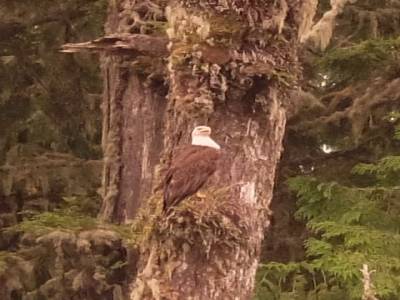 bald eagle