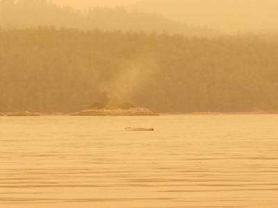 whale watching