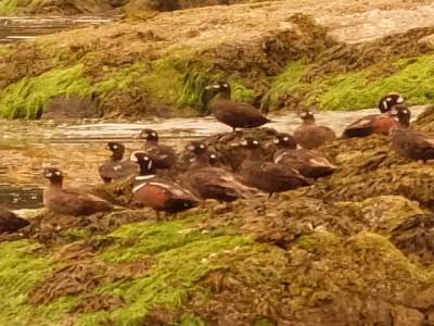canards sauvages