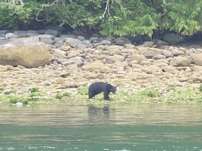 bear in tofino bay