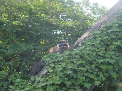 racoon