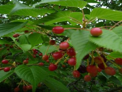Cerisier avec des cerises non mais oh