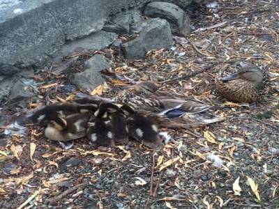 famille de canards