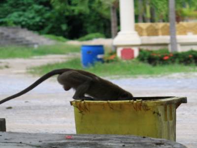Singe devant le temple aux marches