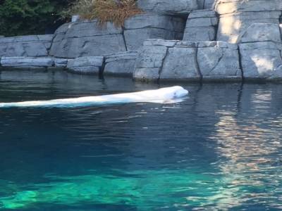 Beluga