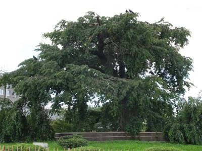 parc Maruyama