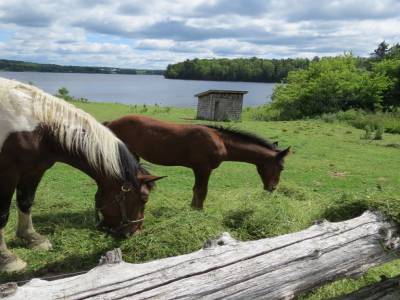 kings landing,fredericton,nouveau-brunswick,canada