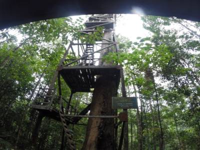 Lambir Hills - Tree tower