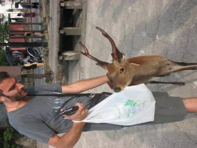 Biche en liberté