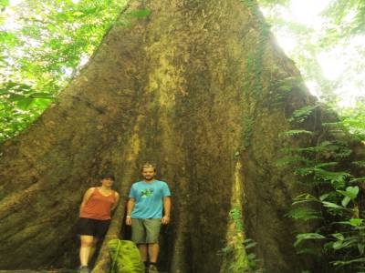 Mais très très grands arbres