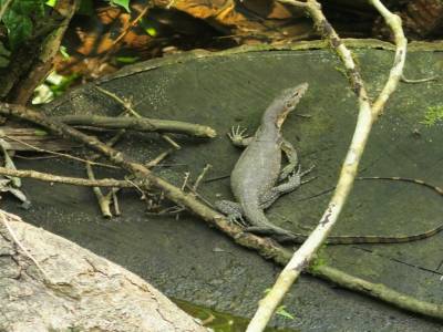 Mini varan