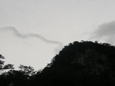 Sortie des chauves-souris