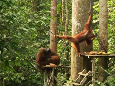 Ceci est un (voire deux) orang outans