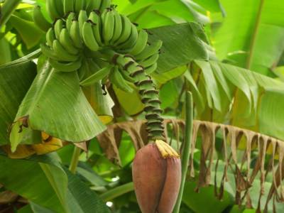 un autre fruit tropical (on me souffle qu'il s'agit de bananes)