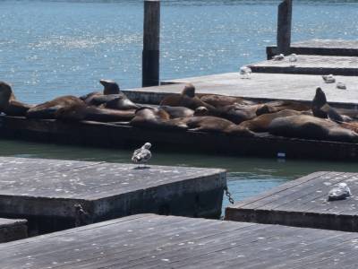 Sea Lions