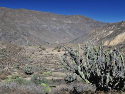 Canyon del Colca