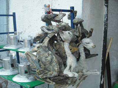 Foetus de lamas qui portent chance...