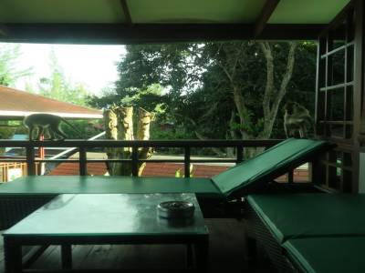 Balade matinale des singes