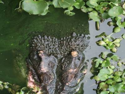 Selfie de croco