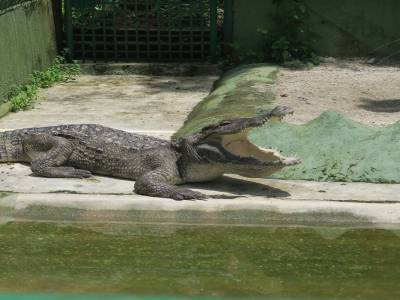 Haleine matinale des crocos