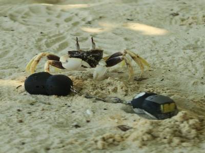 Crabe 1 - Owls 0