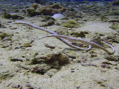 Ce ne sont pas des vers mais des hippocampes (si, si!)