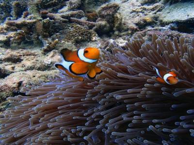 Hey Nemo