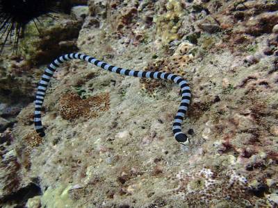 Serpent de mer... petit mais pas sympa