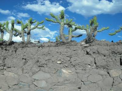 Cactus en haut d un mur comme partout