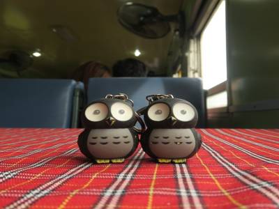 Owls' train trip