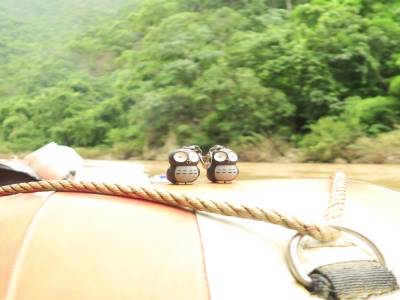 Owls' trip dans la jungle