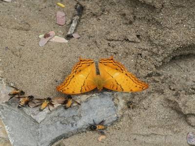 Papillon feuille morte