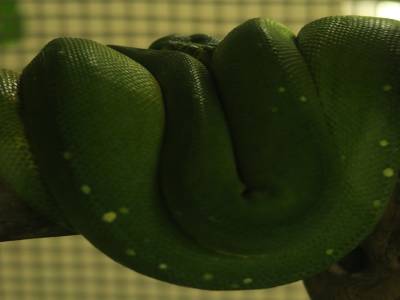 Serpent en tas