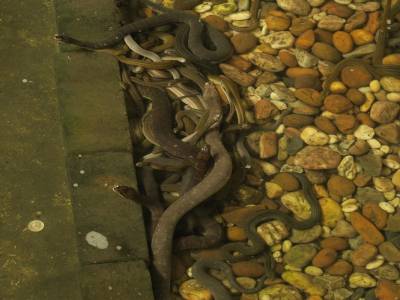 Noeud de serpents