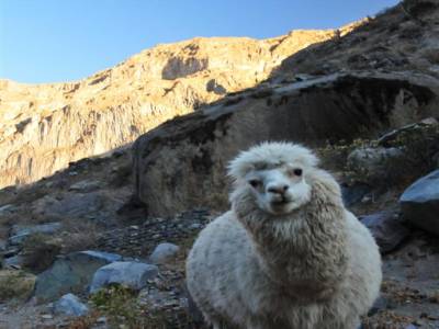 Canyon del Colca