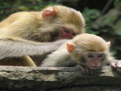 Singe attentionné
